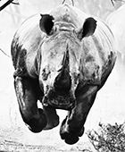 Rhinocrostitre>